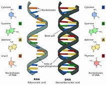 Featured image for why is rna necessary to act as a messenger